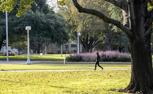 A student walks to class past sunlit purple sage